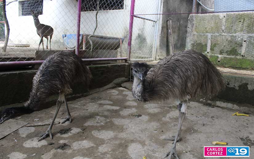 ZOO